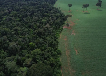 Brasil registra redução de 42% na perda de florestas em 2025, mas ainda lidera participação global no desmatamento, segundo dados do World Resources Institute.