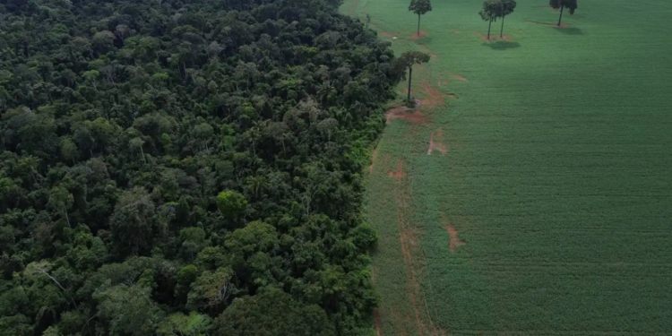 Brasil registra redução de 42% na perda de florestas em 2025, mas ainda lidera participação global no desmatamento, segundo dados do World Resources Institute.