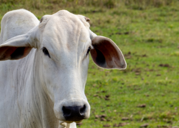 UE retira Brasil da lista de exportadores de produtos de origem animal, mas vendas continuam normalmente até setembro.