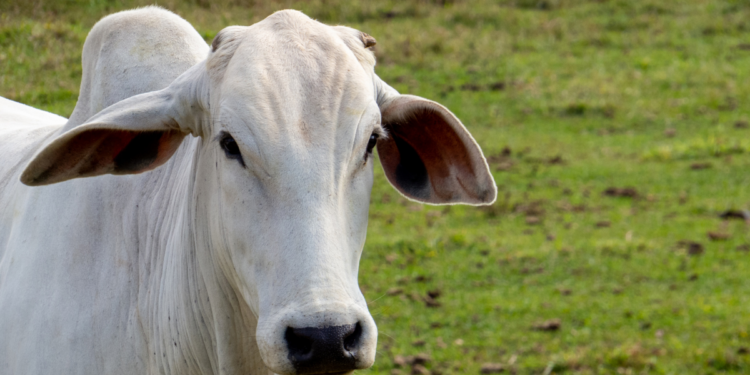 UE retira Brasil da lista de exportadores de produtos de origem animal, mas vendas continuam normalmente até setembro.