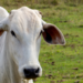 UE retira Brasil da lista de exportadores de produtos de origem animal, mas vendas continuam normalmente até setembro.