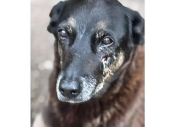 Ministério Público de Santa Catarina conclui que cachorro Orelha morreu por doença grave e pede arquivamento da investigação sobre suposta agressão na Praia Brava.
