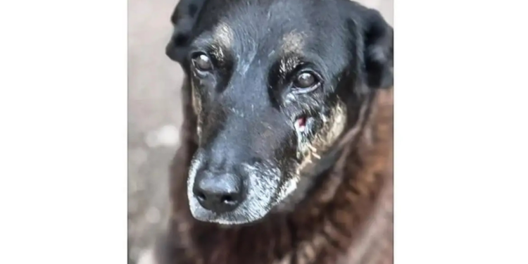 Ministério Público de Santa Catarina conclui que cachorro Orelha morreu por doença grave e pede arquivamento da investigação sobre suposta agressão na Praia Brava.