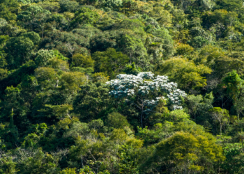 Mata Atlântica alcança em 2025 o menor índice de desmatamento desde o início do monitoramento, segundo dados da SOS Mata Atlântica.