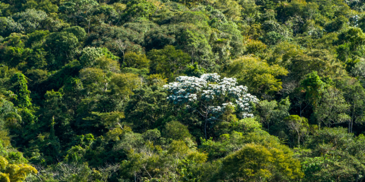 Mata Atlântica alcança em 2025 o menor índice de desmatamento desde o início do monitoramento, segundo dados da SOS Mata Atlântica.