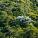 Mata Atlântica alcança em 2025 o menor índice de desmatamento desde o início do monitoramento, segundo dados da SOS Mata Atlântica.