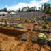 Estudo internacional indica que a pandemia de covid-19 reduziu a expectativa de vida no Brasil em 3,4 anos, com variações entre regiões e aumento expressivo da mortalidade.