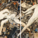 Exposição de Vik Muniz no CCBB Rio reúne 250 obras, instalações inéditas e percorre mais de 40 anos de carreira do artista brasileiro.