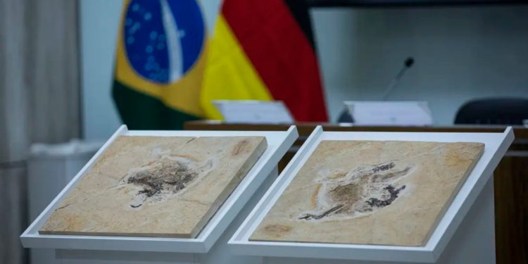 Brasil negocia a devolução de fósseis e bens culturais em 14 países, em ações que envolvem diplomacia, ciência e combate ao chamado colonialismo científico.