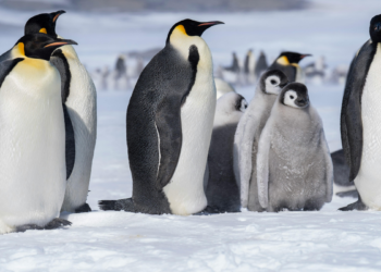 Cientistas brasileiros e internacionais identificam nova espécie de pinguim na Antártica, o Pygoscelis kerguelensis, encerrando debate taxonômico de mais de 100 anos.