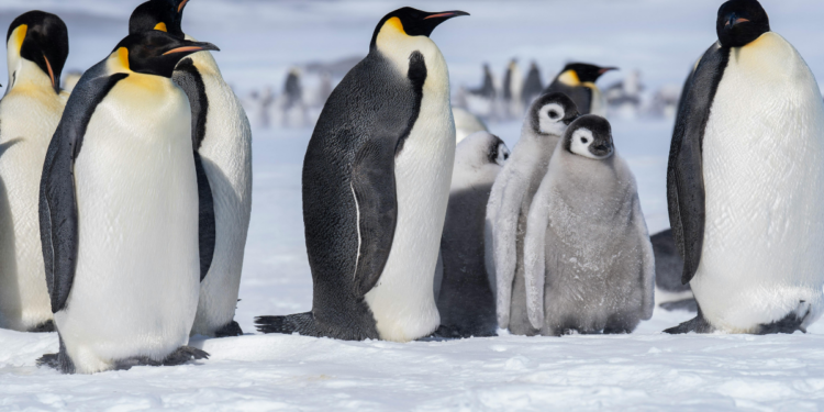 Cientistas brasileiros e internacionais identificam nova espécie de pinguim na Antártica, o Pygoscelis kerguelensis, encerrando debate taxonômico de mais de 100 anos.