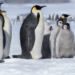 Cientistas brasileiros e internacionais identificam nova espécie de pinguim na Antártica, o Pygoscelis kerguelensis, encerrando debate taxonômico de mais de 100 anos.