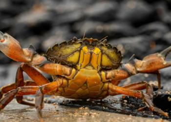 No litoral do Paraná, pesca do caranguejo-uçá mantém tradição caiçara e sustento familiar, enquanto pesquisas alertam para presença de metais pesados em manguezais.