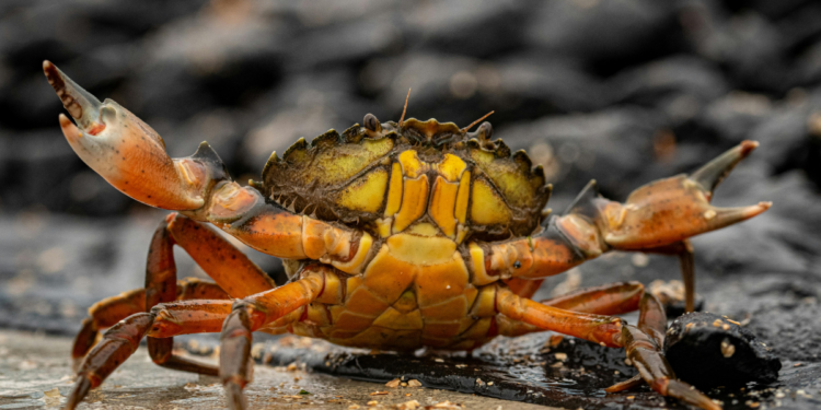 No litoral do Paraná, pesca do caranguejo-uçá mantém tradição caiçara e sustento familiar, enquanto pesquisas alertam para presença de metais pesados em manguezais.