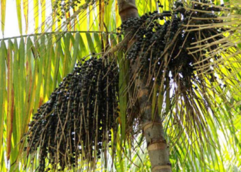 Modelo agroflorestal em Tomé-Açu transforma produção de dendê no Pará, aumentando produtividade, preservando o solo e elevando a renda.