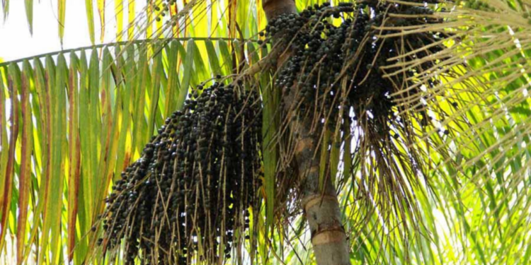 Modelo agroflorestal em Tomé-Açu transforma produção de dendê no Pará, aumentando produtividade, preservando o solo e elevando a renda.