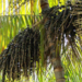 Modelo agroflorestal em Tomé-Açu transforma produção de dendê no Pará, aumentando produtividade, preservando o solo e elevando a renda.
