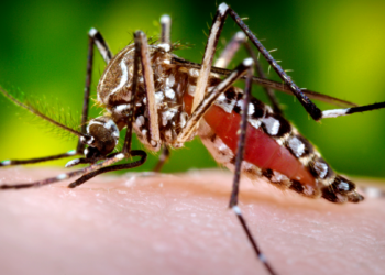 Aumento de casos de dengue preocupa autoridades. Saiba como identificar sintomas e evitar complicações.