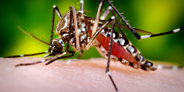 Aumento de casos de dengue preocupa autoridades. Saiba como identificar sintomas e evitar complicações.