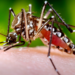 Aumento de casos de dengue preocupa autoridades. Saiba como identificar sintomas e evitar complicações.