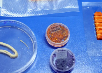 Pesquisadores da Embrapa desenvolveram alimentos vegetais impressos em 3D que reproduzem características de salmão, caviar e lula. Tecnologia busca ampliar alternativas sustentáveis para a alimentação.