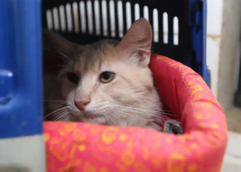Ministério Público de Santa Catarina pede resgate de cerca de 400 gatos mantidos em condições insalubres em apartamento de Concórdia. Justiça pode autorizar entrada forçada no imóvel.