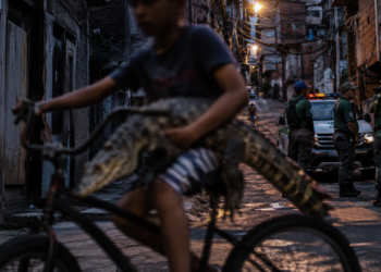 Polícia Civil investiga adolescente filmado transportando jacaré com a boca amarrada em bicicleta no Rio de Janeiro.