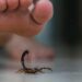 Frio acende alerta para escorpiões, aranhas e lacraias dentro de casa. Veja como prevenir acidentes e o que fazer em caso de picada.
