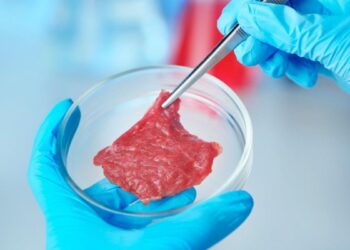 Embrapa desenvolve carne cultivada em laboratório, alternativa sem abate animal e com potencial de menor impacto ambiental.