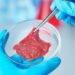 Embrapa desenvolve carne cultivada em laboratório, alternativa sem abate animal e com potencial de menor impacto ambiental.