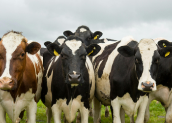 União Europeia confirma restrição à importação de produtos de origem animal do Brasil a partir de 3 de setembro por exigências sobre antimicrobianos.