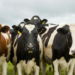 União Europeia confirma restrição à importação de produtos de origem animal do Brasil a partir de 3 de setembro por exigências sobre antimicrobianos.