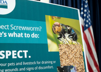 Estados Unidos confirmam novos casos da mosca-da-bicheira do Novo Mundo após décadas sem registros. Autoridades intensificam medidas de controle para proteger a pecuária.