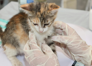 Exercício ilegal da medicina veterinária passa a ser crime no Código Penal. Nova lei prevê detenção de até dois anos e amplia punições para atuação sem autorização profissional.