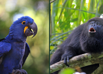 ICMBio atualiza lista de espécies ameaçadas no Brasil com inclusão de 180 novos registros e exclusão de 150 após reavaliação do estado de conservação da fauna.