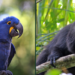 ICMBio atualiza lista de espécies ameaçadas no Brasil com inclusão de 180 novos registros e exclusão de 150 após reavaliação do estado de conservação da fauna.