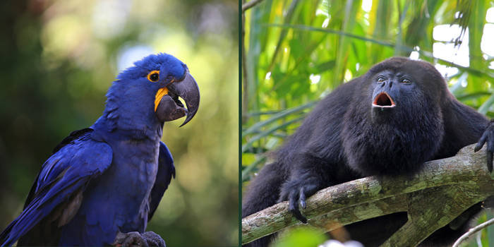 ICMBio atualiza lista de espécies ameaçadas no Brasil com inclusão de 180 novos registros e exclusão de 150 após reavaliação do estado de conservação da fauna.