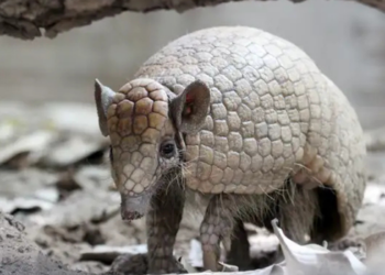 Tatu-bola, mascote da Copa de 2014, segue ameaçado de extinção na caatinga devido à perda de habitat, caça ilegal e impactos ambientais no Nordeste.