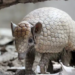 Tatu-bola, mascote da Copa de 2014, segue ameaçado de extinção na caatinga devido à perda de habitat, caça ilegal e impactos ambientais no Nordeste.