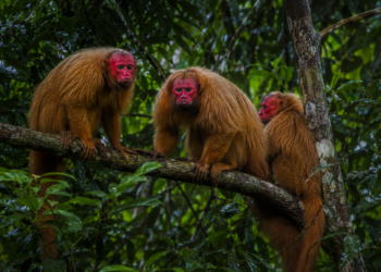 Cientista brasileiro Felipe Ennes Silva recebe prêmio internacional por pesquisas sobre genética, evolução e conservação dos uacaris na Amazônia.