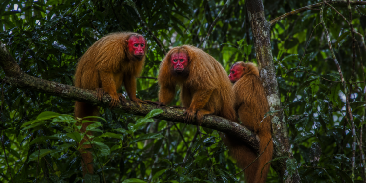 Cientista brasileiro Felipe Ennes Silva recebe prêmio internacional por pesquisas sobre genética, evolução e conservação dos uacaris na Amazônia.