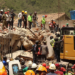 Equipes brasileiras localizaram seis vítimas dos terremotos na Venezuela. Missão humanitária conta com bombeiros, médicos, Defesa Civil e hospital de campanha para atendimento aos afetados.