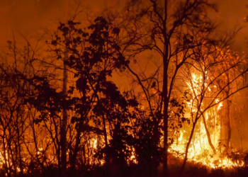Copernicus aponta que emissões globais de incêndios florestais no 1º semestre de 2026 são as mais baixas desde 2003, com menos de 400 megatoneladas de carbono.