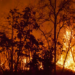 Copernicus aponta que emissões globais de incêndios florestais no 1º semestre de 2026 são as mais baixas desde 2003, com menos de 400 megatoneladas de carbono.