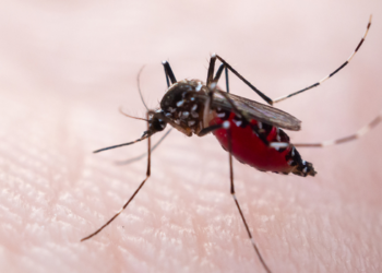 Ministério da Saúde reforça medidas de prevenção diante da possibilidade de intensificação do El Niño, que pode aumentar os casos de dengue e chikungunya no Brasil.