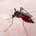 Ministério da Saúde reforça medidas de prevenção diante da possibilidade de intensificação do El Niño, que pode aumentar os casos de dengue e chikungunya no Brasil.