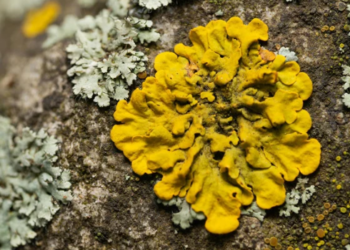 Cientistas estudam fungos micorrízicos na Mongólia e seu potencial para recuperar solos degradados, reduzir a erosão e combater a desertificação.