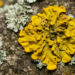 Cientistas estudam fungos micorrízicos na Mongólia e seu potencial para recuperar solos degradados, reduzir a erosão e combater a desertificação.