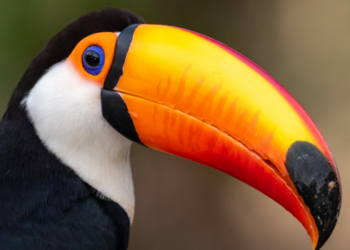 Sonhar com tucano pode simbolizar comunicação, relacionamentos e equilíbrio. Veja possíveis interpretações para tucano preto e vermelho.
