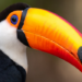 Sonhar com tucano pode simbolizar comunicação, relacionamentos e equilíbrio. Veja possíveis interpretações para tucano preto e vermelho.